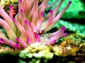   spotted cleaner shrimp emerging his anemone. taken Curacao anemone  